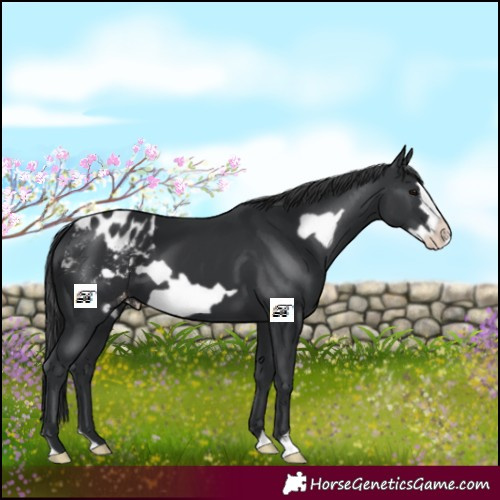Horse Color:Black Frame Appaloosa 