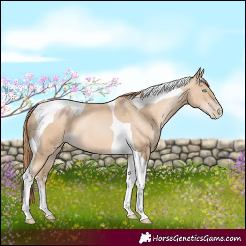 Horse Color:Buckskin Pearl Tobiano