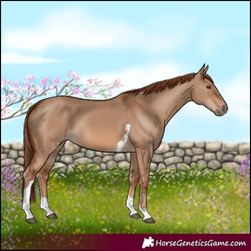 Horse Color:Red Dun Tobiano