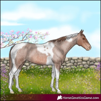 Horse Color:Red Roan Tobiano Varnish 