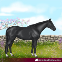 Horse Color:Black 