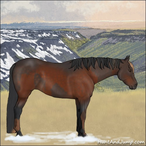 Horse Color:Liver Chestnut  and Brown 