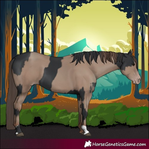 Horse Color:Black  and Classic Champagne 