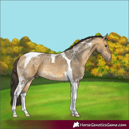 Horse Color:Buckskin Ice Tobiano 