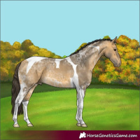 Horse Color:Buckskin Ice Tobiano 