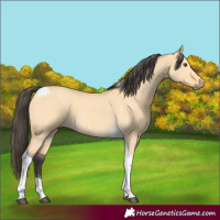 Horse Color:Buckskin Dun Tobiano 