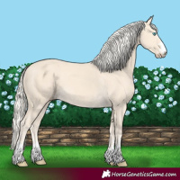 Horse Color:Cremello 
