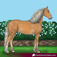 Horse Color:Palomino 