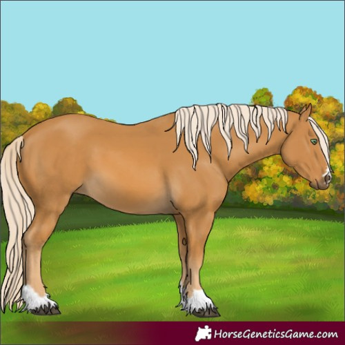 Horse Color:Unknown 