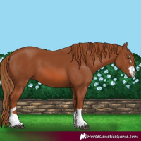Horse Color:Chestnut 