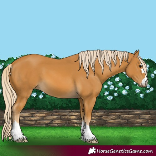 Horse Color:Palomino