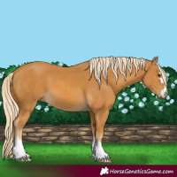Horse Color:Palomino 