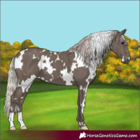 Horse Color:White Spotted Silver Black 