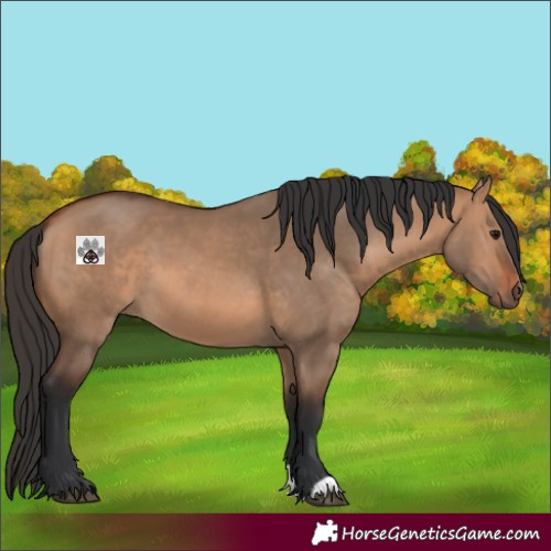 Horse Color:Bay Dun 