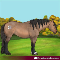 Horse Color:Bay Dun 