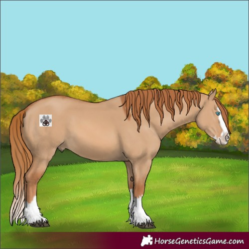 Horse Color:Red Dun Splash 