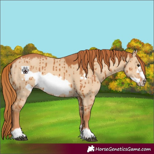Horse Color:Red Dun Frame Brindle 