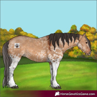 Horse Color:White Spotted Bay Dun