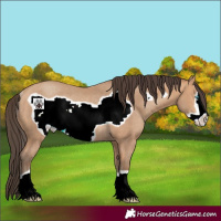 Horse Color:Amber Champagne Frame Rabicano 