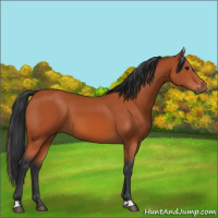 Horse Color:Bay 