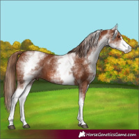 Horse Color:White Spotted Chestnut Sabino