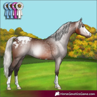 Horse Color:Gray Silver Bay Appaloosa 