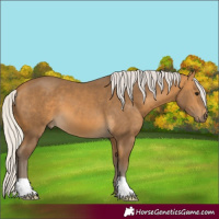 Horse Color:Silver Buckskin 