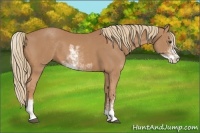 Horse Color:Chestnut Sabino