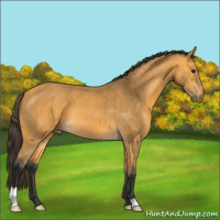 Horse Color:Buckskin 
