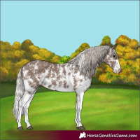Horse Color:Silver Black Sabino 