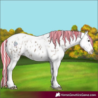 Horse Color:Painted Silver Grullo Ice Tobiano Appaloosa Rabicano 