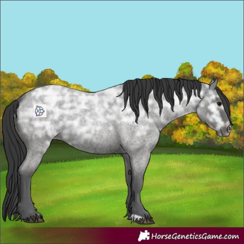 Horse Color:Blue Ice Roan Rabicano