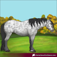 Horse Color:Blue Ice Roan Rabicano