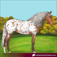 Horse Color:Silver Bay Near Leopard Rabicano