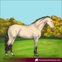 Horse Color:Buckskin Dun