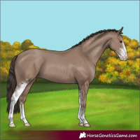 Horse Color:Classic Champagne Sabino 