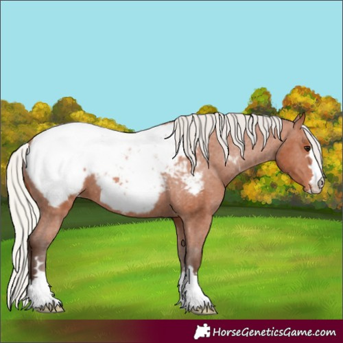 Horse Color:Silver Bay Appaloosa 