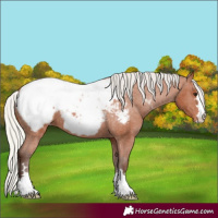 Horse Color:Silver Bay Appaloosa
