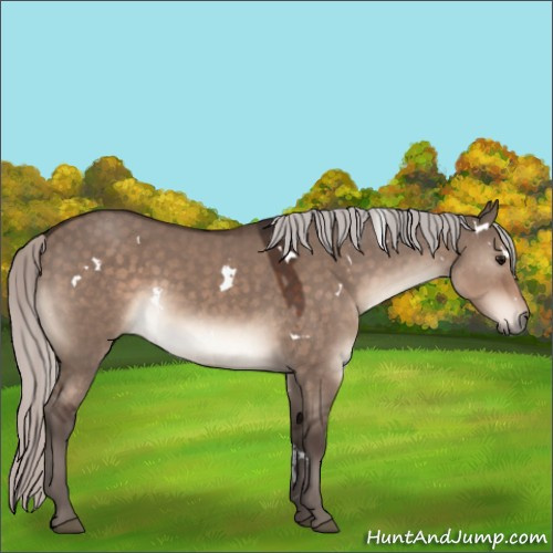 Horse Color:White Spotted Silver Brown Dun Mushroom Rabicano 