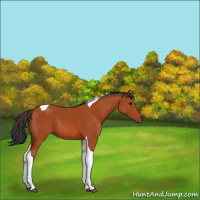 Horse Color:Bay Tobiano 