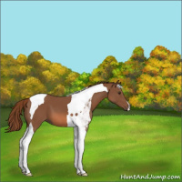 Horse Color:Chestnut Tobiano