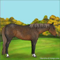 Horse Color:Gray Chocolate Palomino 