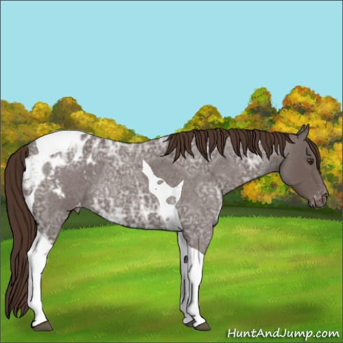 Horse Color:Liver Red Ice Roan Tobiano Appaloosa