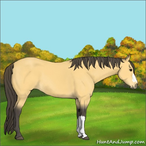 Horse Color:Buckskin 