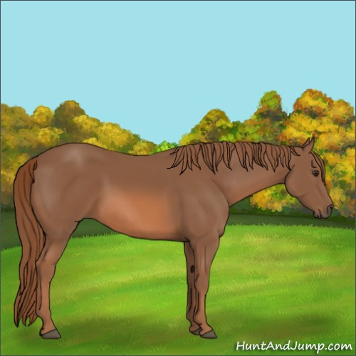 Horse Color:Chestnut 