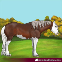 Horse Color:Silver Brown Splash