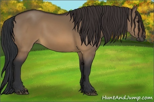 Horse Color:Brown Dun