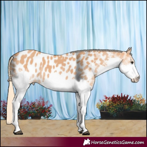 Horse Color:Chestnut Splash Near Leopard 