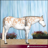 Horse Color:Chestnut Splash Near Leopard