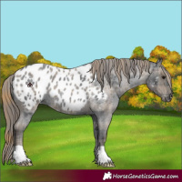 Horse Color:Plaid  Blue Roan Near Leopard 